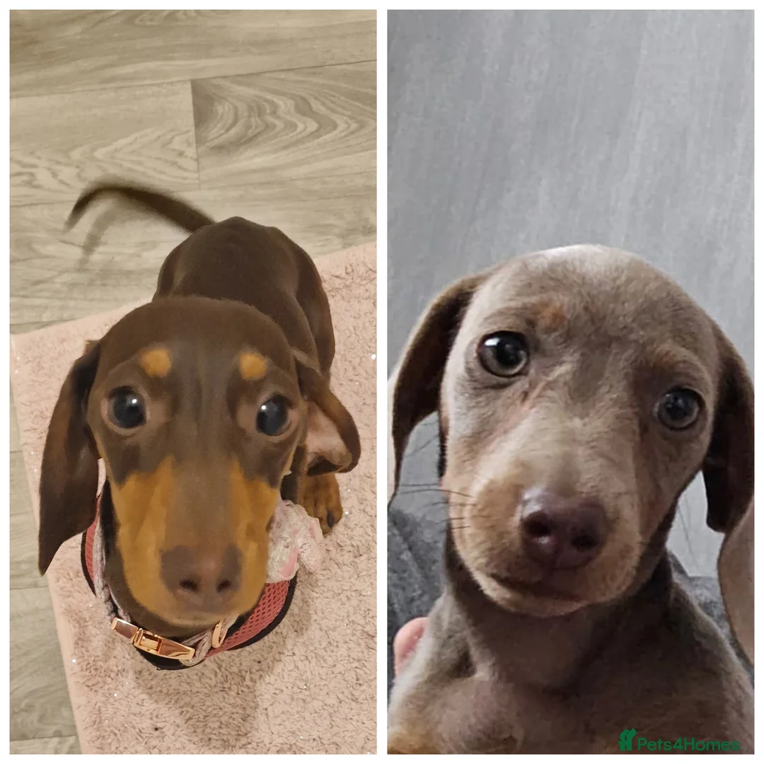 Miniature Dachshund dogs for sale: Daisy and Bella  - Advert 2