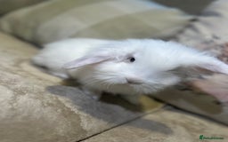 Lionhead rabbits for sale: 4 baby bunnies looking for their forever homes  - Image 3