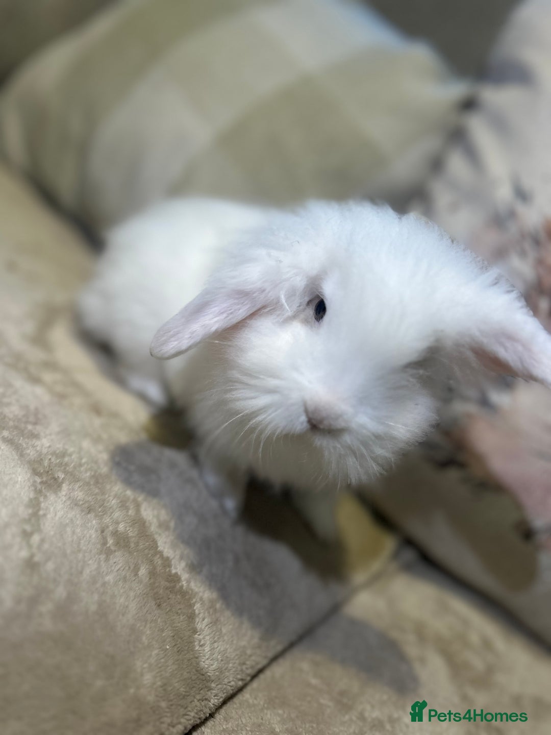 Lionhead rabbits for sale: 4 baby bunnies looking for their forever homes  - Image 3