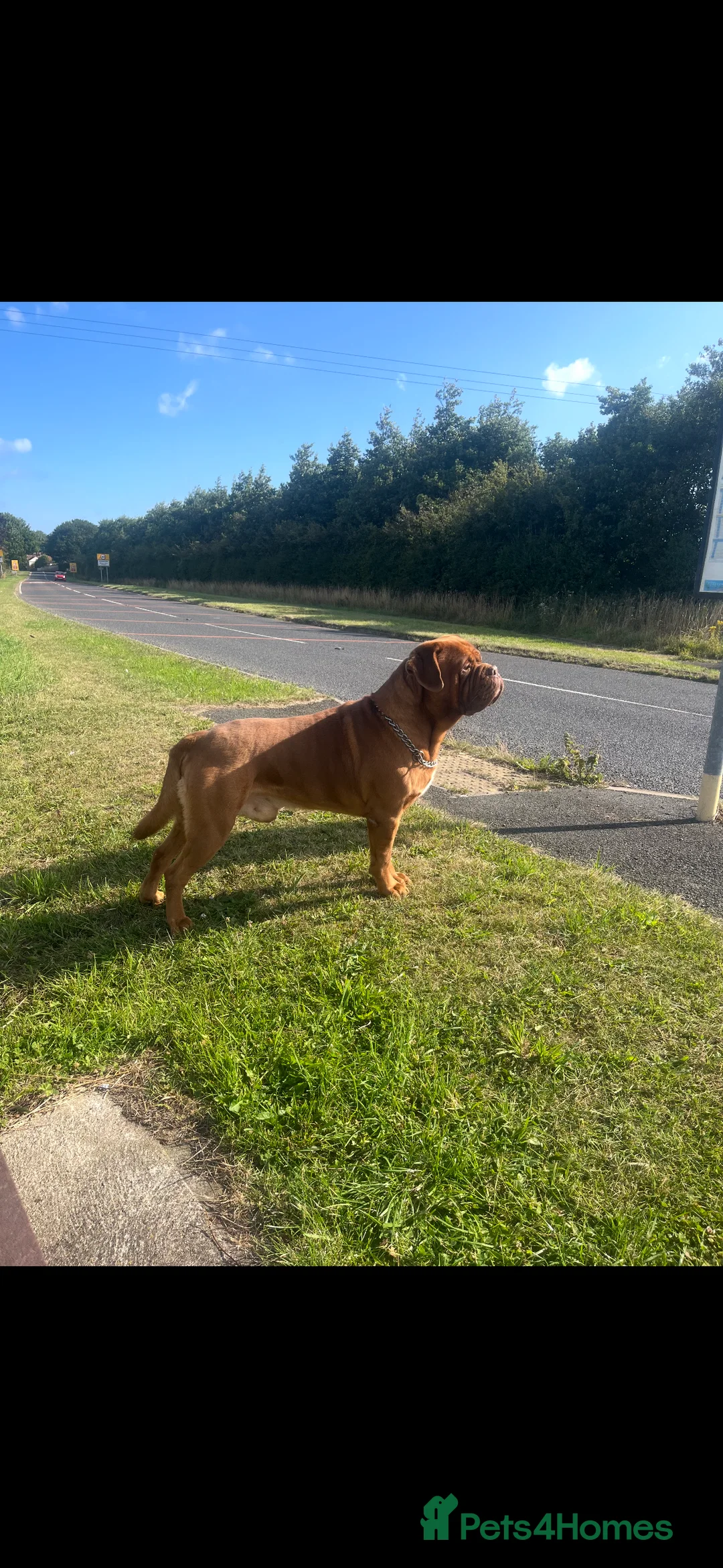 Dogue De Bordeaux dogs for stud: **STUD** not for sale kc Bordeaux  - Advert 12