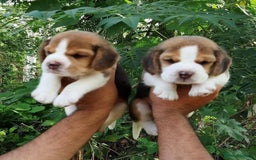 Beagle dogs for sale: Beagle Puppys - Image 2