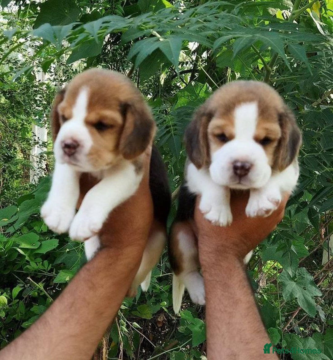 Beagle dogs for sale: Beagle Puppys - Image 2