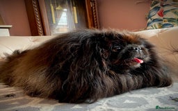 Pekingese dogs for sale: Stunning Quality Pekingese puppies Ready Now  - Image 12