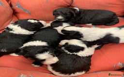 Sheepadoodle dogs for sale: Medium Sheepadoodle Puppies Available  - Image 34