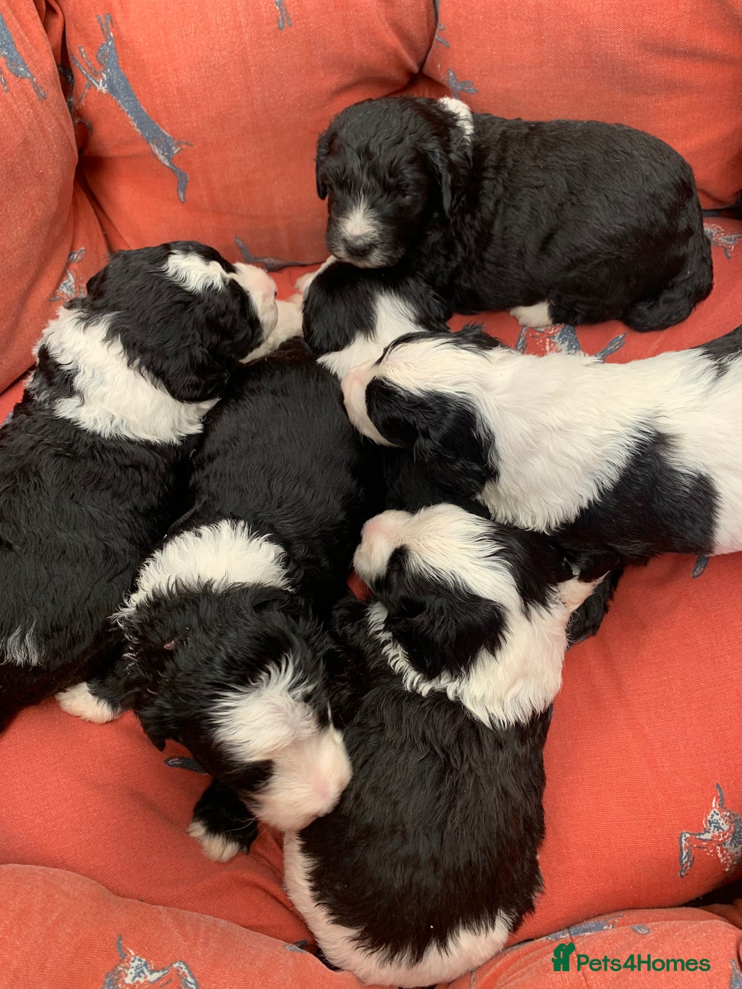 Sheepadoodle dogs for sale: Medium Sheepadoodle Puppies Available  - Image 34