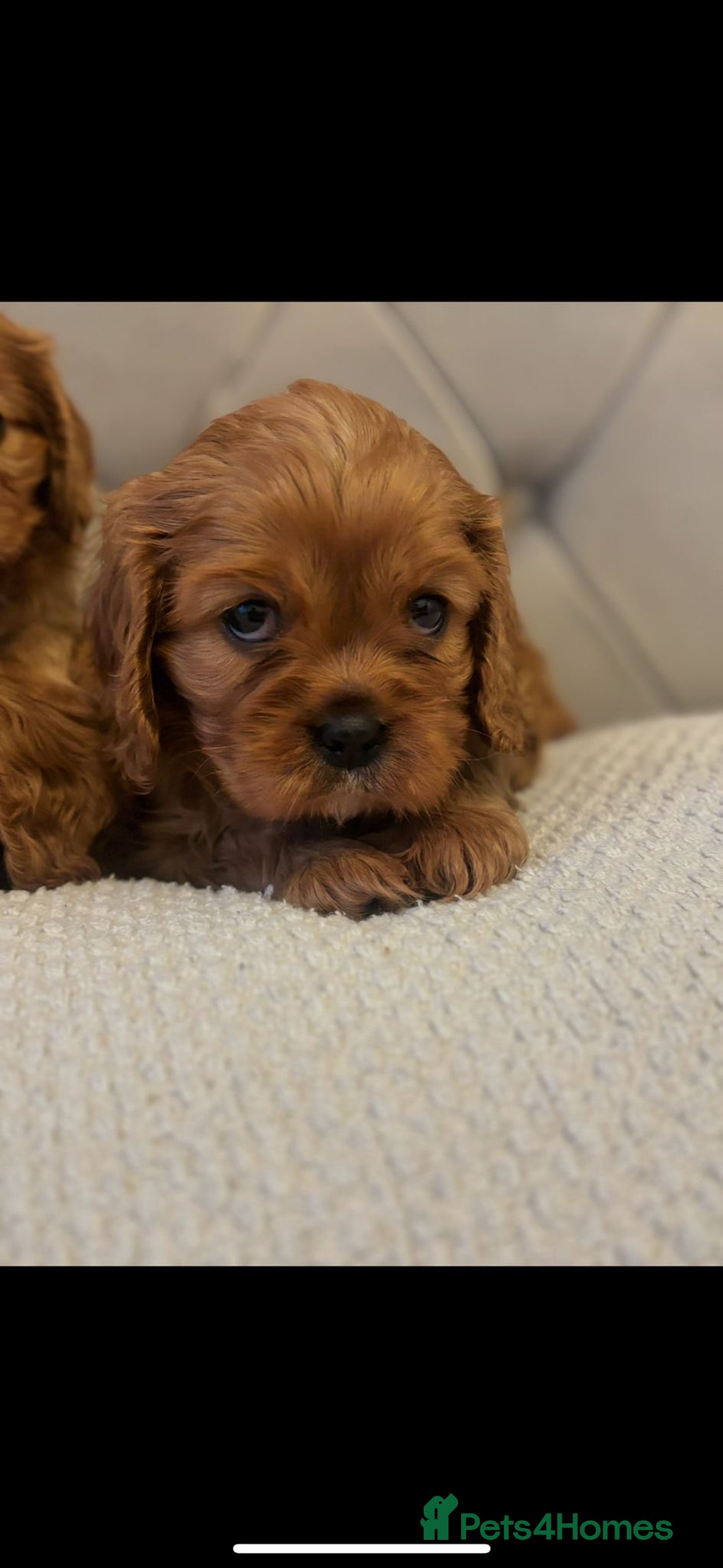 Cavalier King Charles Spaniel dogs for sale:  Outstanding Health-Tested Cavalier Puppies  - Advert 6
