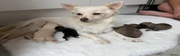 Pomchi dogs for sale: Pomeranian/chihuahua micro pups in Birmingham - Advert 5