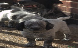 Mixed Breed dogs for sale: Merle Sprollies/Cotralian - Image 12
