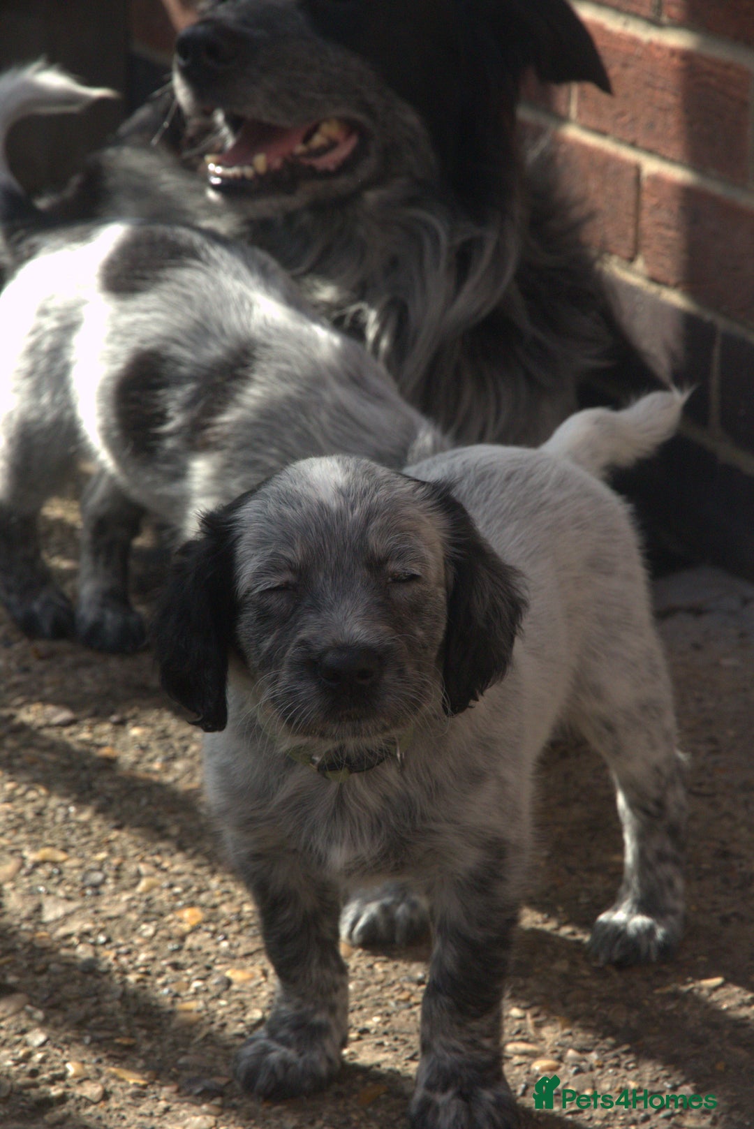Mixed Breed dogs for sale: Merle Sprollies/Cotralian - Image 12