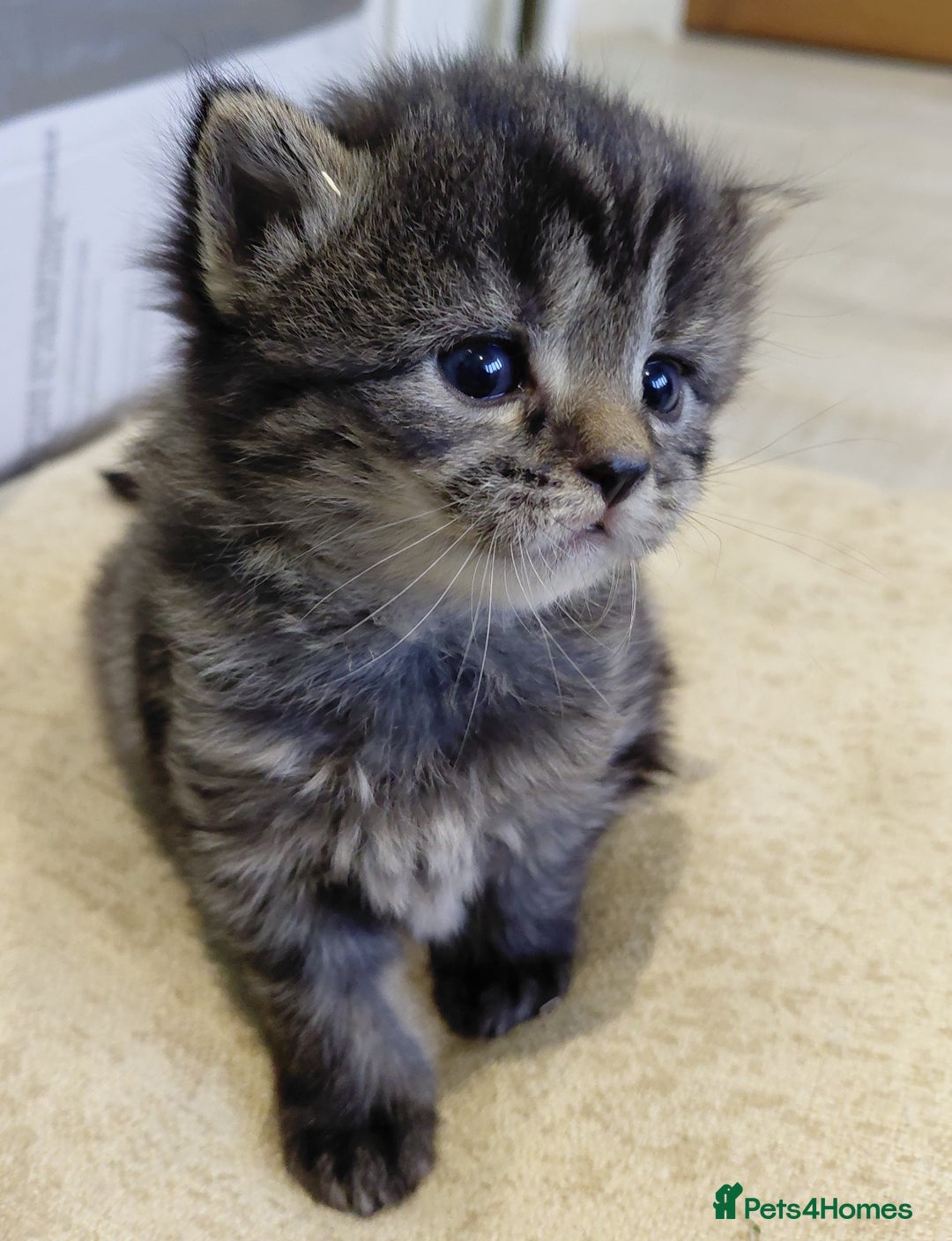 Maine Coon cats for sale: Kittens for sale half main coon - Image 8