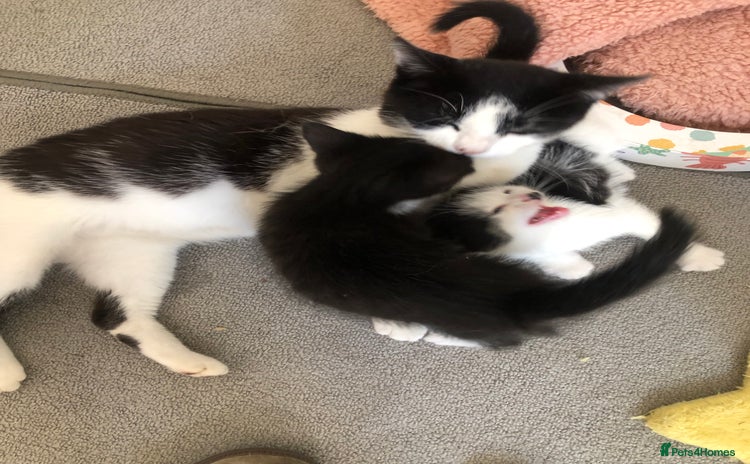 Domestic Shorthair cats - Advert 1