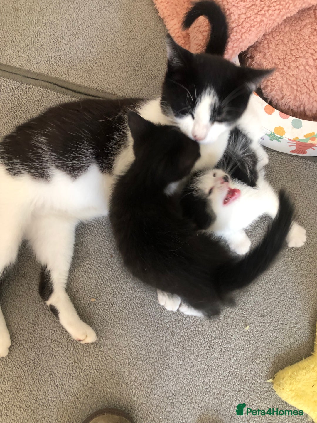 Domestic Shorthair cats for sale:  classic black and white kittens - Image 1