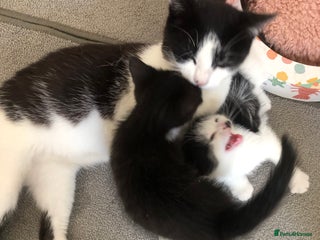Domestic Shorthair cats - Advert 12