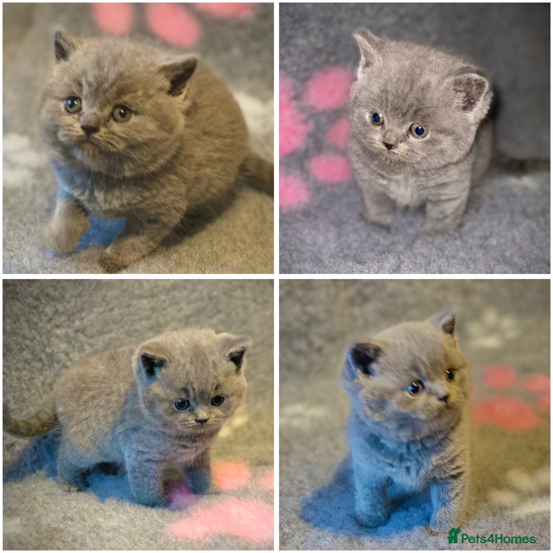 British Shorthair cats for sale: Gorgeous BSH kittens  - Advert 3