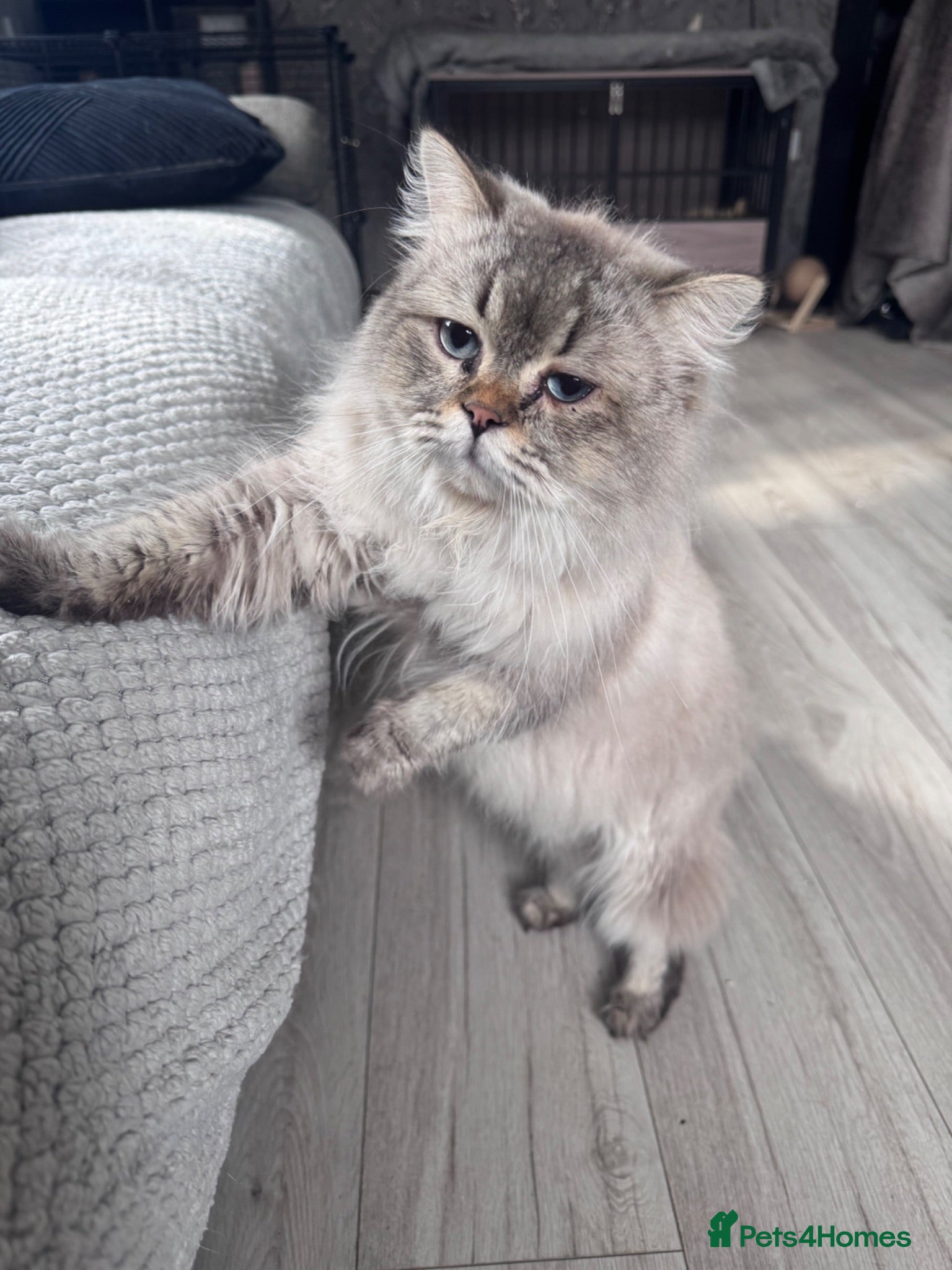 Scottish Fold cats Beautiful male Scottish straight❤️ - Advert 2