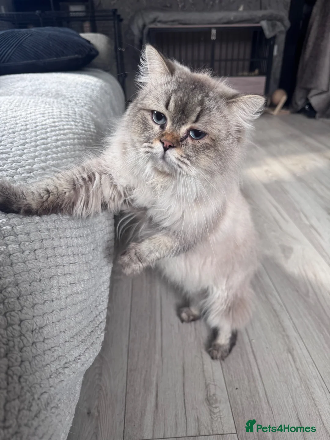Scottish Fold cats for sale: Beautiful male Scottish straight❤️ - Advert 1