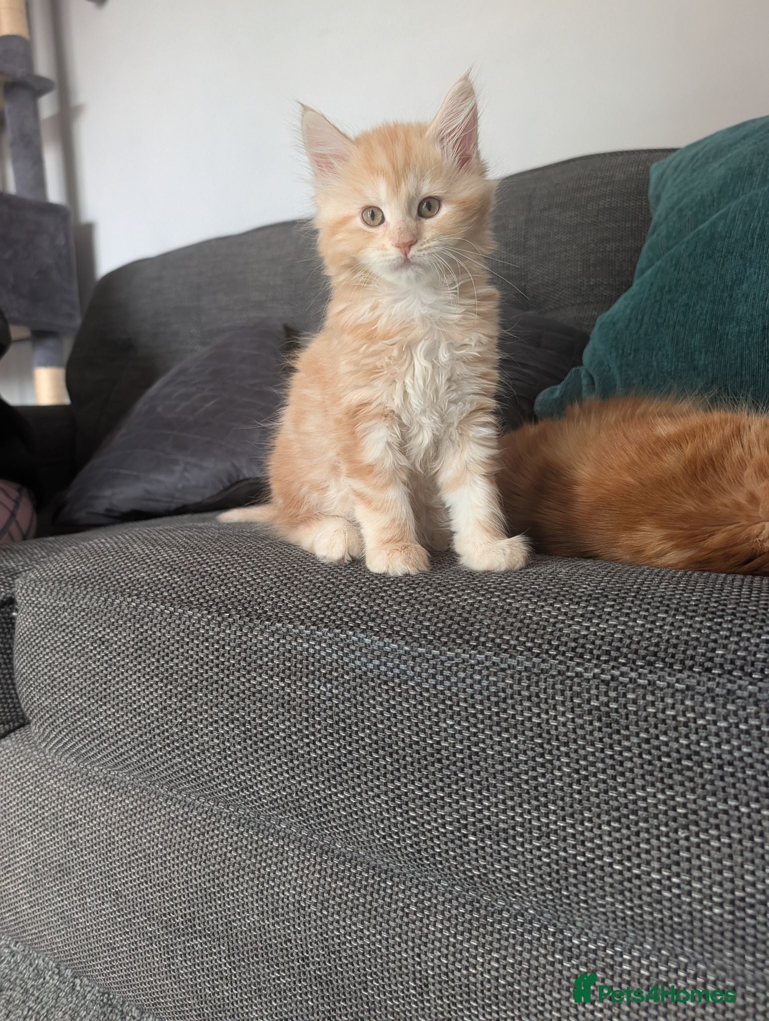Maine Coon cats Maine Coon Kittens - Updated Photos  - Advert 15