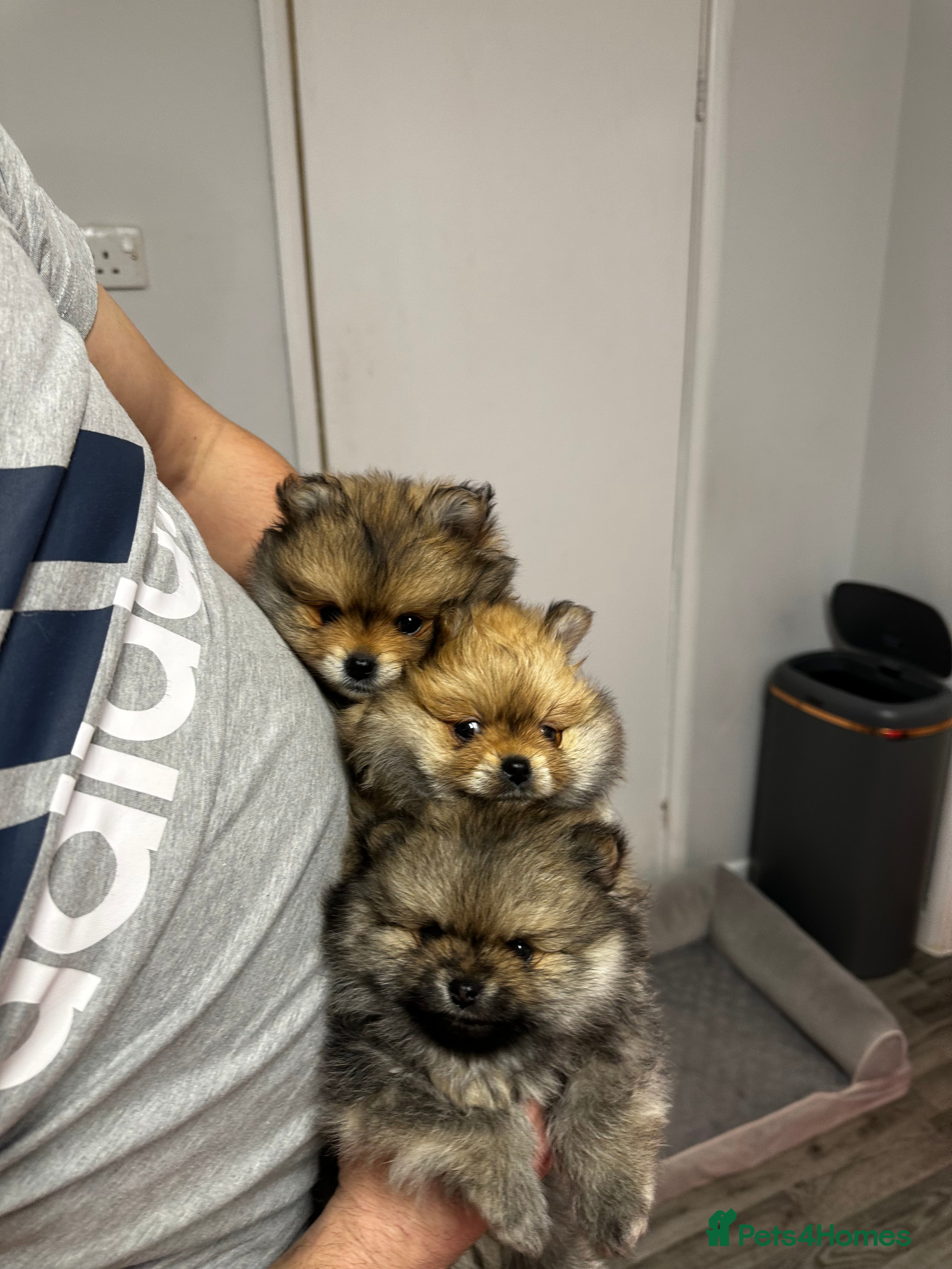 Pomeranian dogs GORGEOUS POMERANIAN PUPPIES!! 🐶🐶🐶 - Advert 12