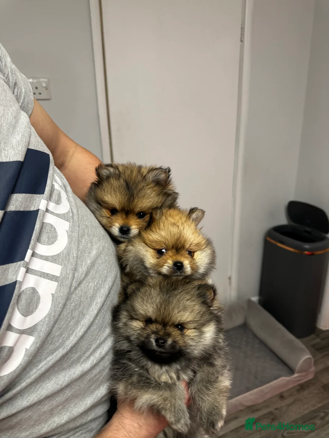 Pomeranian dogs for sale: GORGEOUS POMERANIAN PUPPIES!! 🐶🐶🐶 - Advert 2