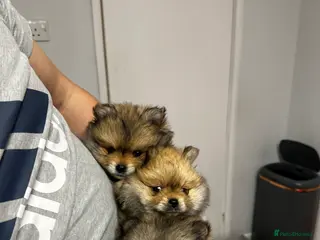 Pomeranian dogs GORGEOUS POMERANIAN PUPPIES!! 🐶🐶🐶 - Advert 12