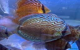 Discus fish for sale: Discus fish - Image 9