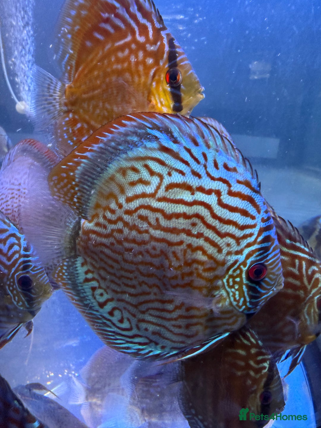 Discus fish for sale: Discus fish - Image 9