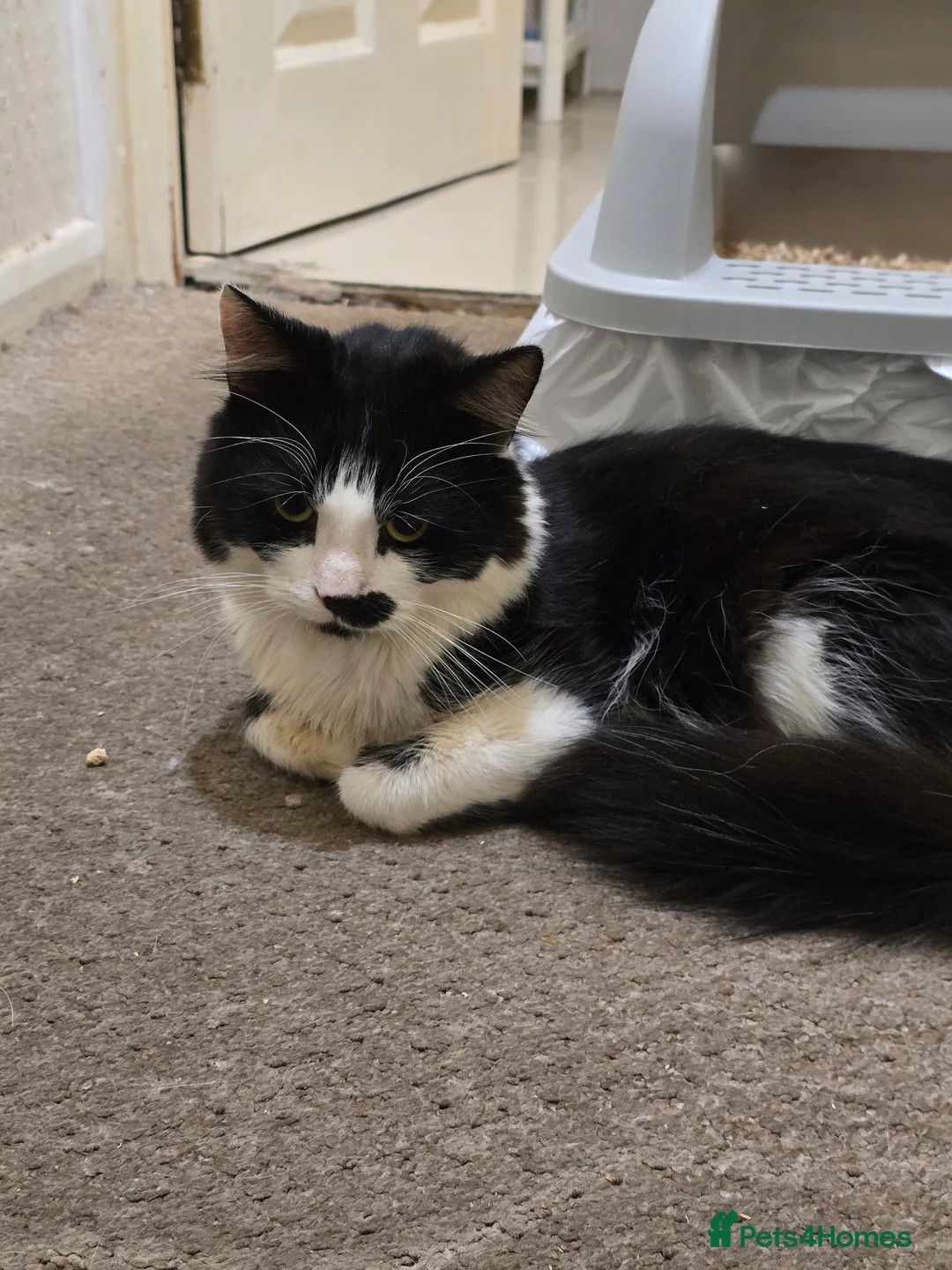 Mixed Breed cats for sale: Rescued Cat - Needs A Loving Home - Advert 2