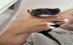 Mixed Breed cats for sale: Kittens for rehoming  - Advert 7