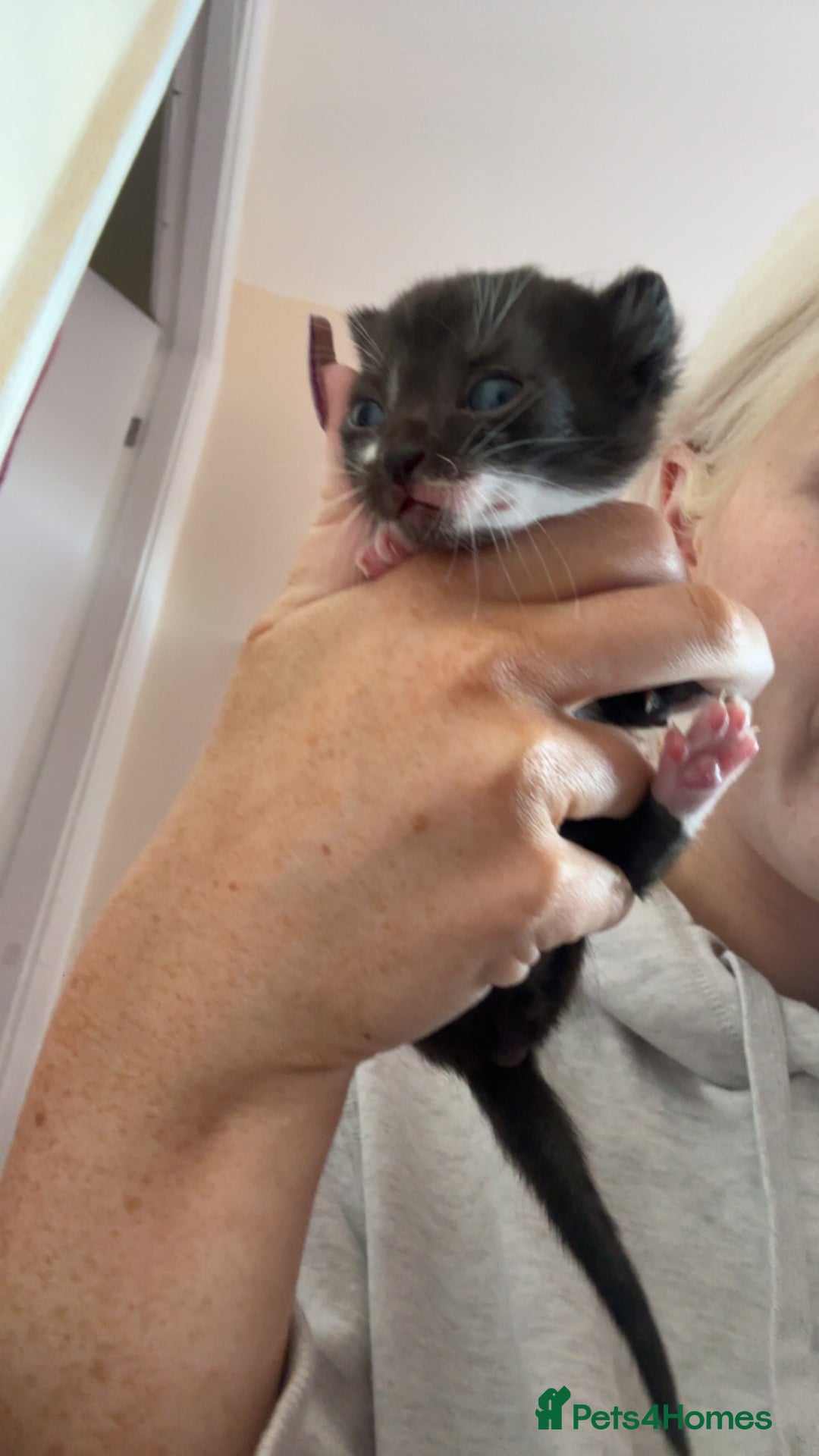 Mixed Breed cats for sale: Kittens for rehoming  - Advert 7