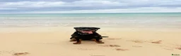 Rottweiler dogs for stud: KC Registered Health Tested Rottweiler Stud - Advert 15