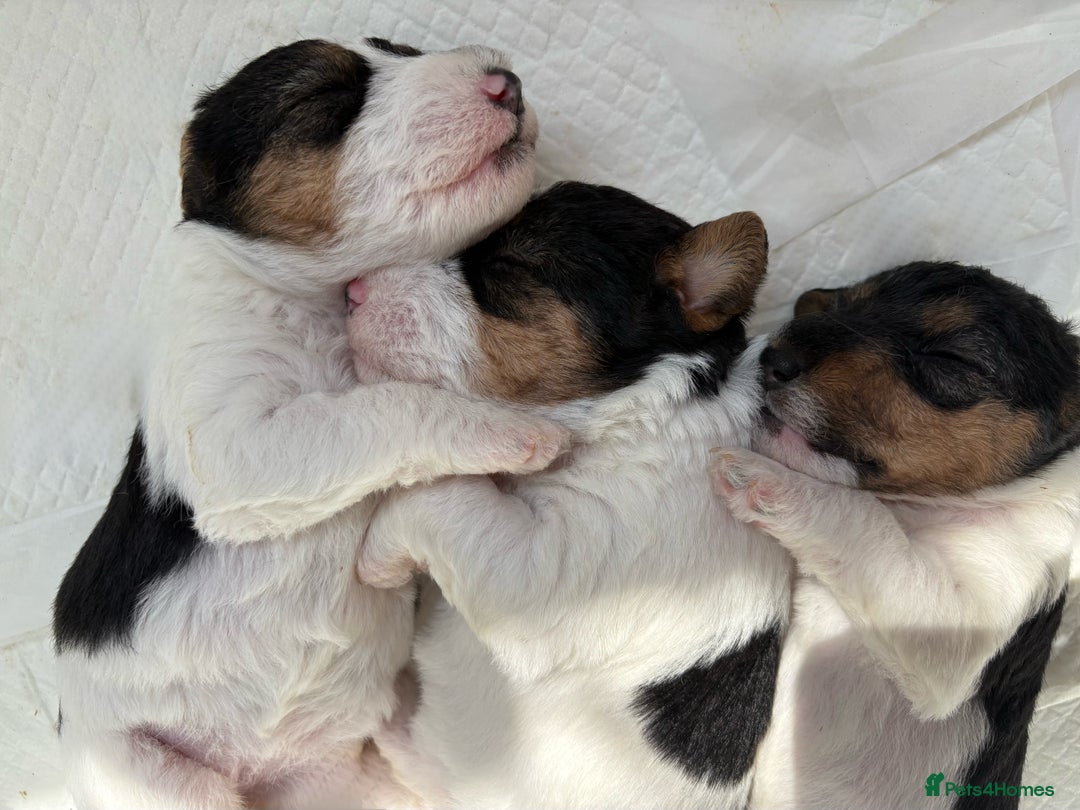 Fox Terrier dogs for sale: 🐾Darling fox terrier puppies 🐾 07513801786 - Image 10