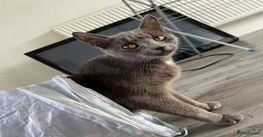 British Shorthair cats - Advert 5