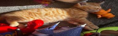 Mixed Breed Kitten 2 Reggie