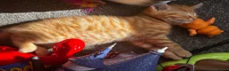 Mixed Breed cats for sale: 🐾🧡 x2 Adorable Ginger Toms 🧡🐾 - Advert 7