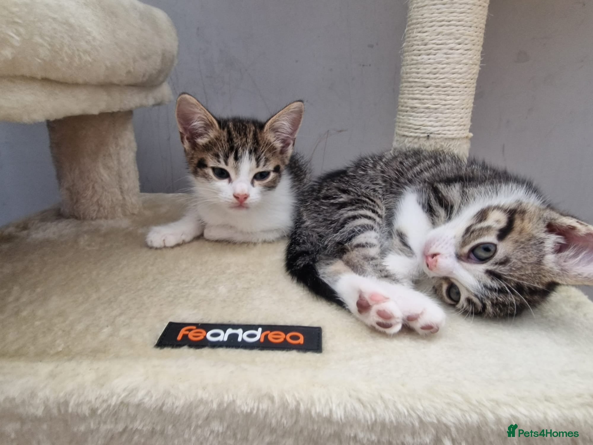 American Shorthair cats 2 American Shorthair kittens  - Advert 3