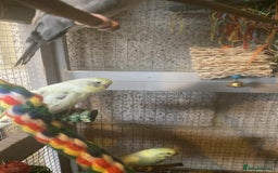 Budgerigars birds for sale: 11 budgies and 1 cocktails  - Image 7