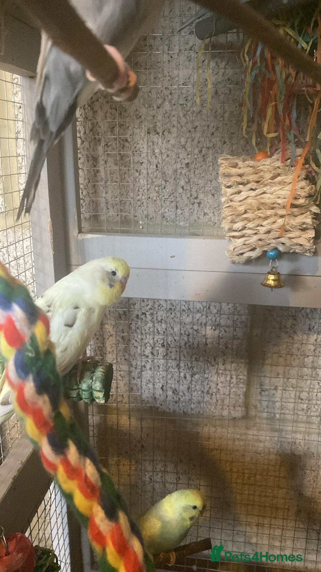 Budgerigars birds for sale: 11 budgies and 1 cocktails  - Image 7