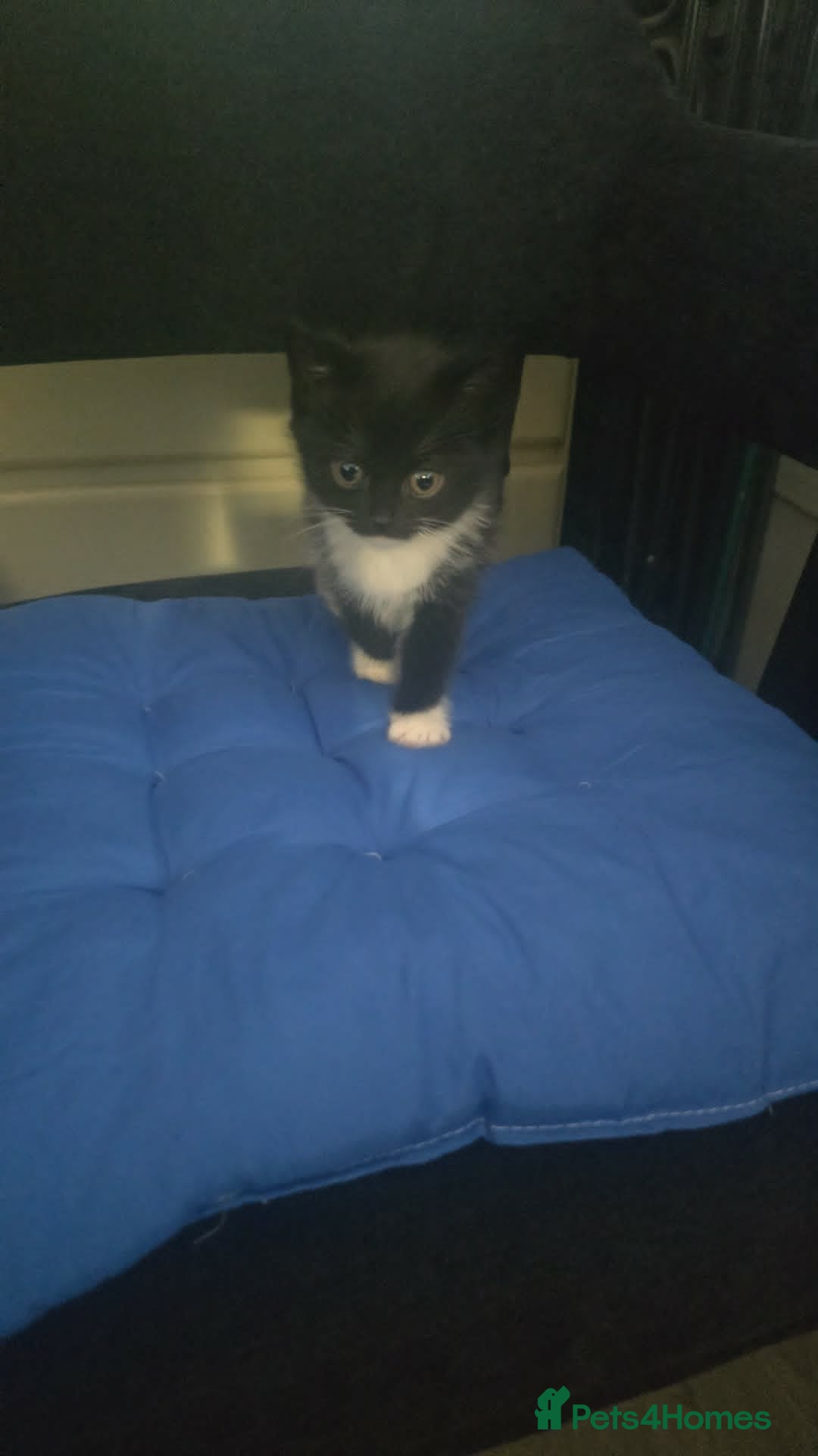 Mixed Breed cats for sale: 5 Male Kittens Looking for a new Home In Derby in Derby - Advert 5