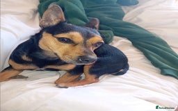 Jack Russell dogs for sale: Home needed - Image 1