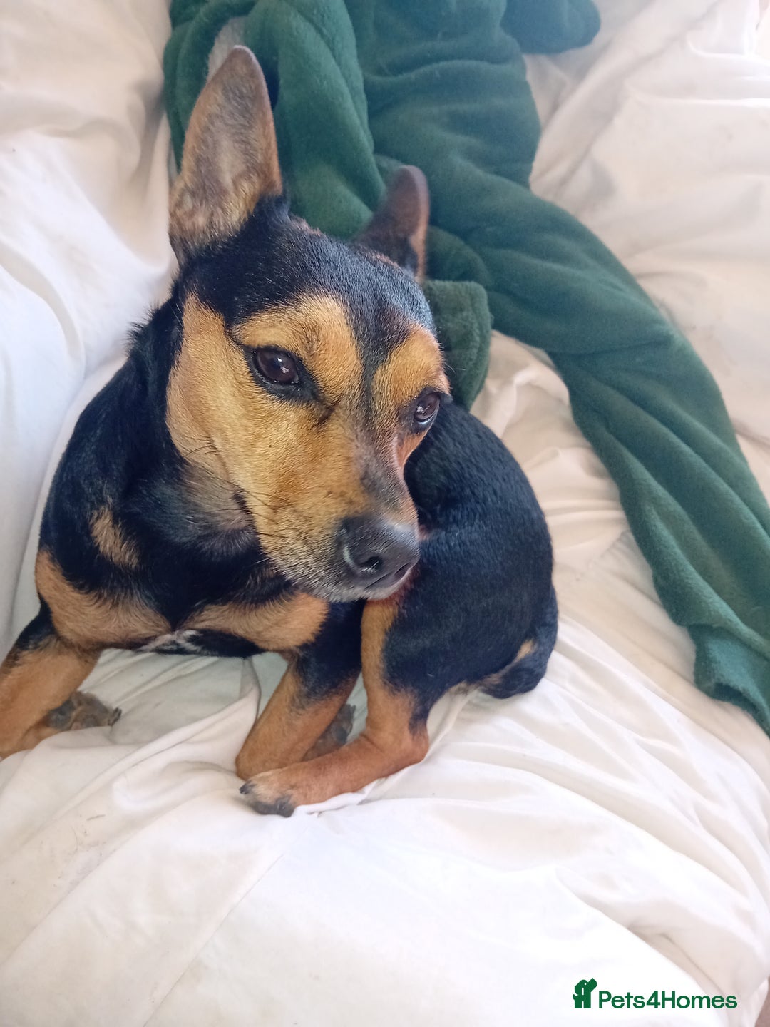 Jack Russell dogs for sale: Home needed - Image 1