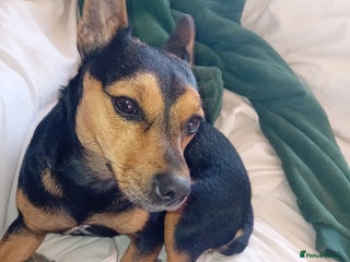 Jack Russell dogs - Advert 36