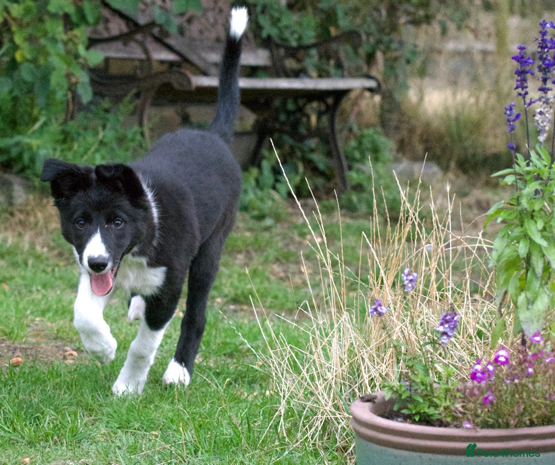 Mixed Breed dogs for sale: Fully vaccinated Kelpie x Collie puppies - 1 left - Image 4