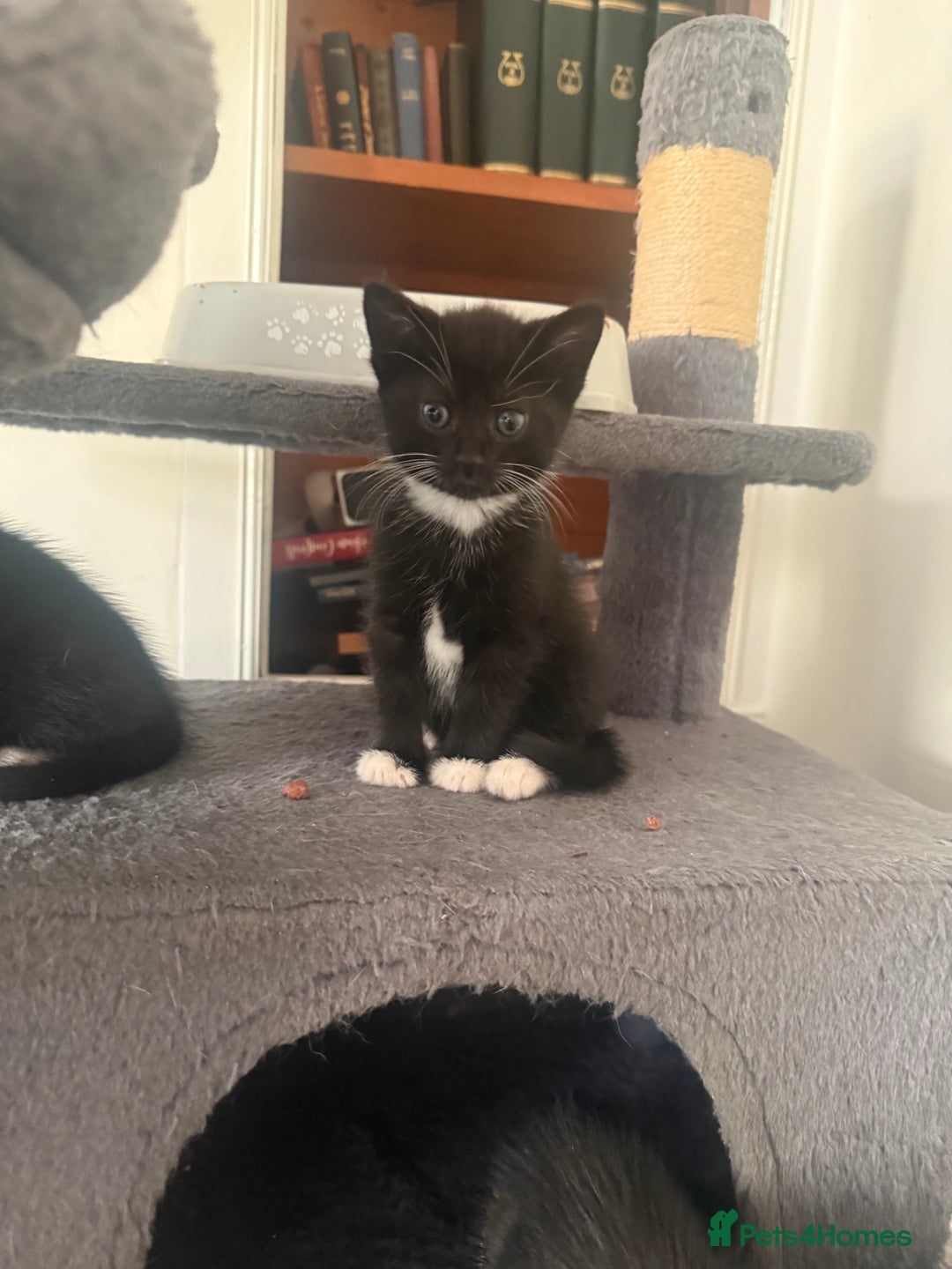 Mixed Breed cats for sale: Ready Now- Black and Tabby kittens, super friendly - Image 5