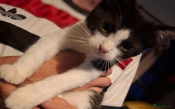 British Longhair cats for sale: 4 kittens ready for there forever home.  in Hyde - Image 2