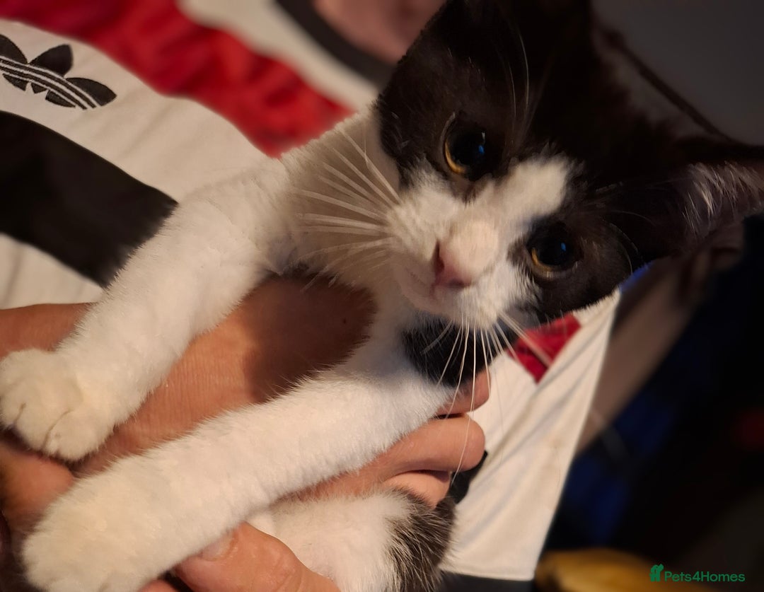 British Longhair cats for sale: 4 kittens ready for there forever home.  in Hyde - Image 2