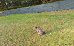 French Bulldog dogs for adoption: Meet BONNIE - a Lovely Girl, for a Loving Home - Image 19