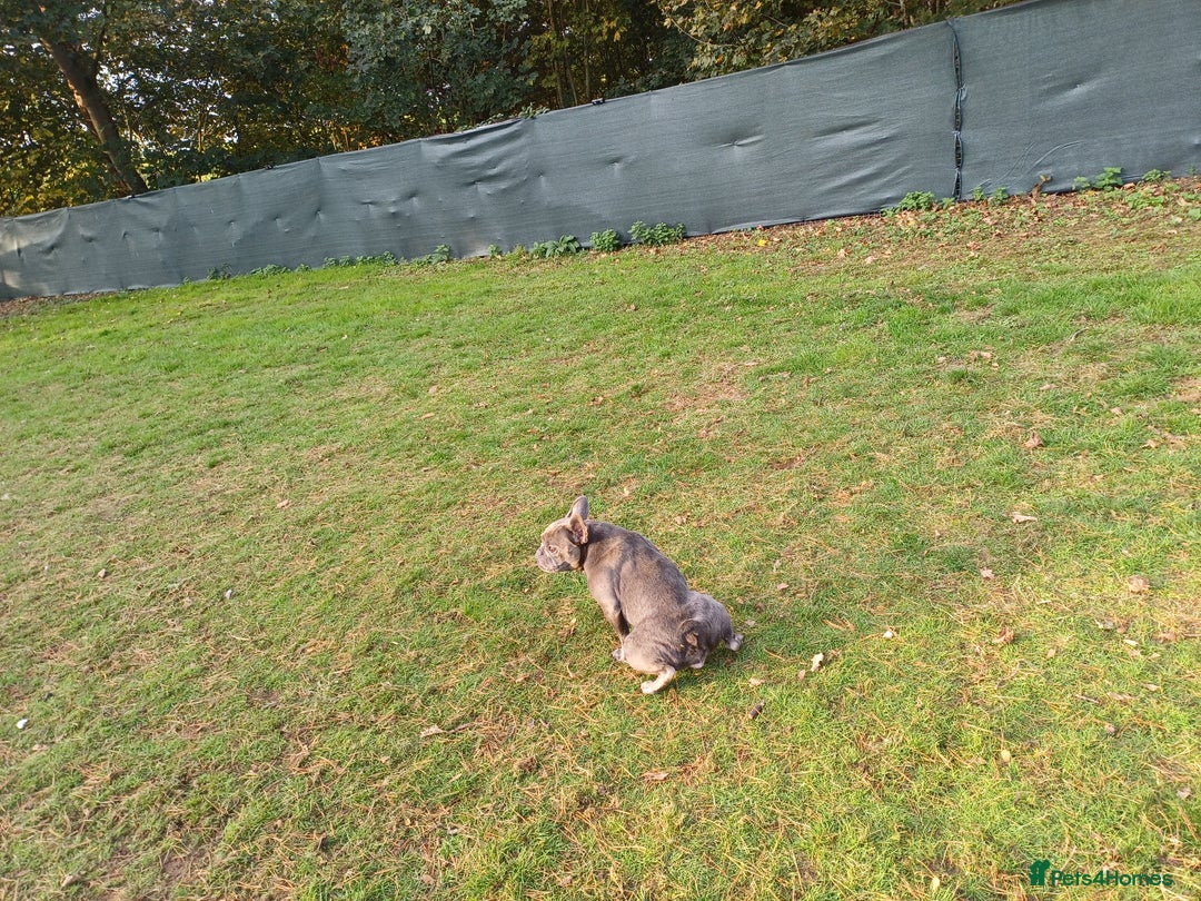 French Bulldog dogs for adoption: Meet BONNIE - a Lovely Girl, for a Loving Home - Image 19