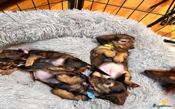 Miniature Dachshund dogs for sale: Miniature Long-Haired Dachshund Puppies - Image 6