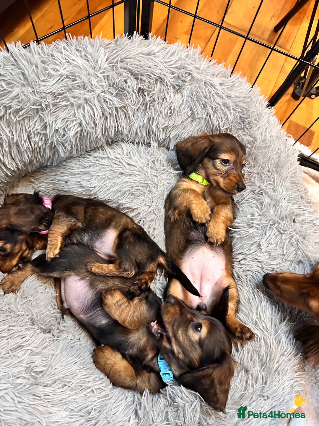 Miniature Dachshund dogs for sale: Miniature Long-Haired Dachshund Puppies - Image 6