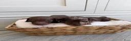 Miniature Dachshund dogs for sale: KC miniature dachshund puppies  in Darlington - Advert 6